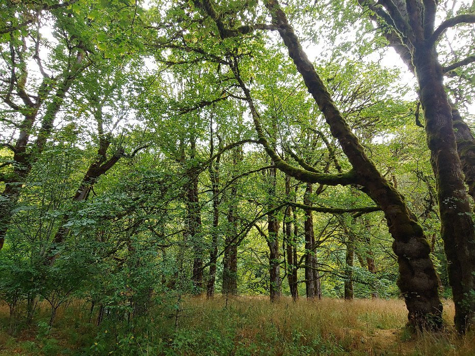Olympic National Park and Forest Lake Quinault Tours景点图片