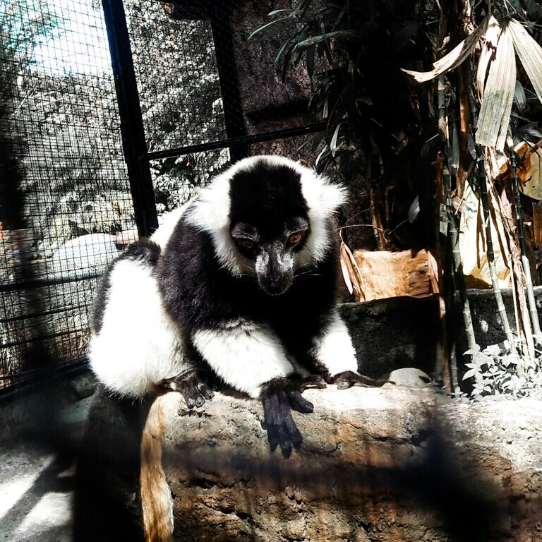 Batu Secret Zoo (Jawa Timur Park 2)-巴图必去景点