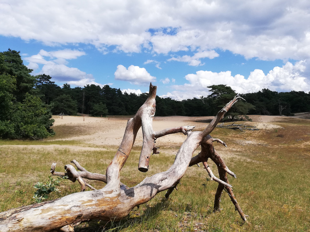 Verdener Dünen-Verden (Aller)必去景点