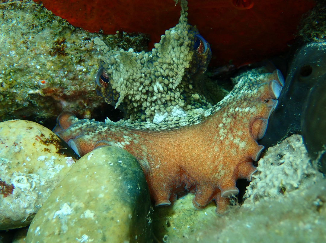 Dive Club Kassandra景点图片