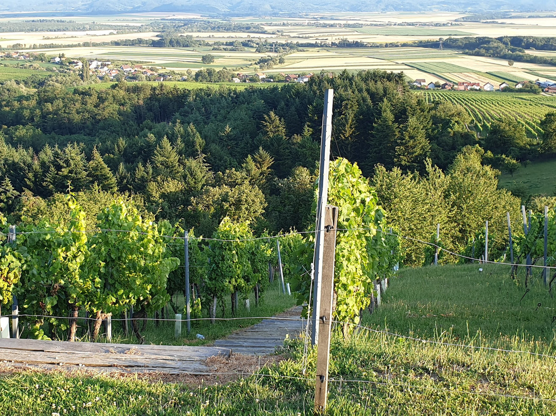 Vidikovac Vila Vinkomir景点图片