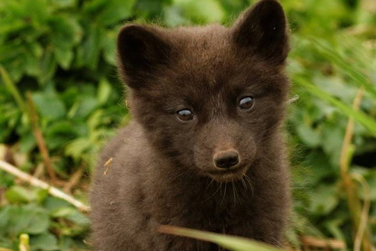 Saint Paul Island Tour-Saint Paul Island必去景点