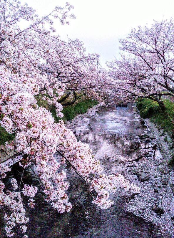 Cherry Trees along the Gojo River bank景点图片