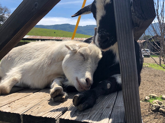 Folded Hills Farmstead-戈利塔必去景点