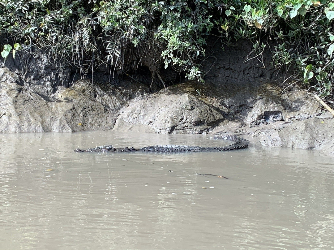 Whitsunday Crocodile Safari-艾尔利滩必去景点