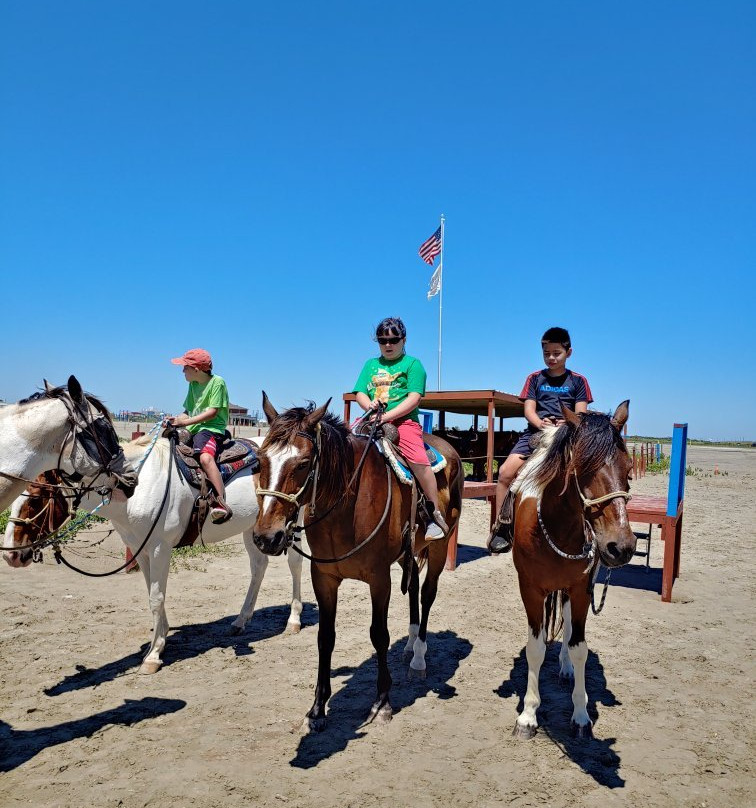 Galveston Island Horse & Pony Rides-加尔维斯顿岛必去景点
