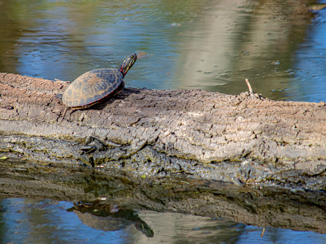 Amherst State Park-艾姆赫斯特必去景点