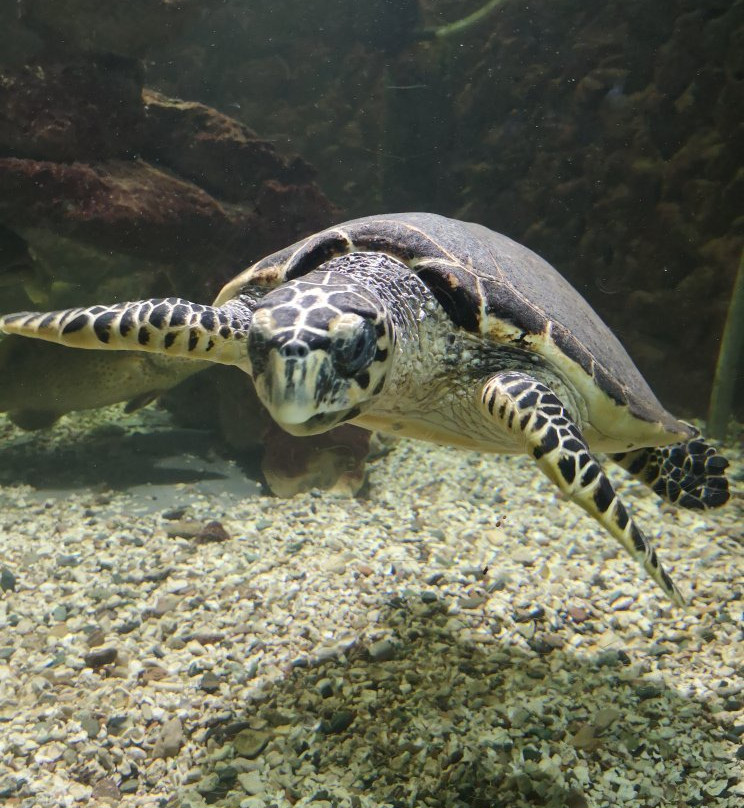 Shaab Abu Ramada/The Aquarium-赫尔格达必去景点