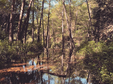 Sturtevant Falls Trail-阿卡迪亚必去景点