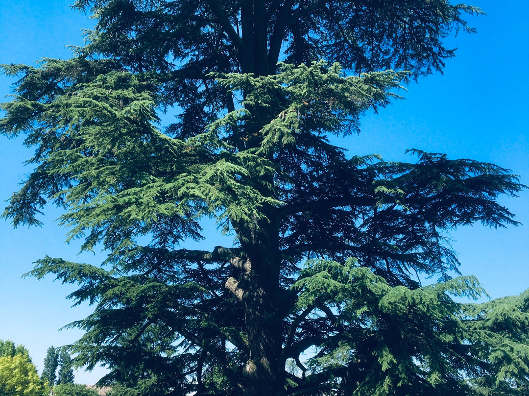 Parc du Castel景点图片