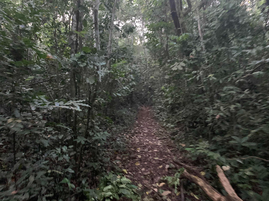 Budongo Forest-Western Region必去景点