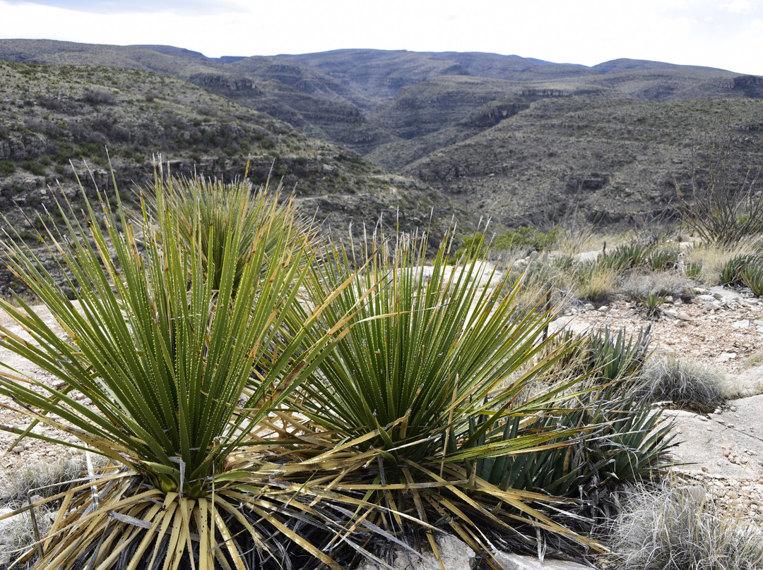 Walnut Canyon Desert Drive-卡尔斯巴德洞穴国家公园必去景点