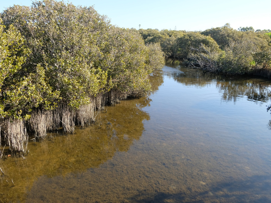Mangrove Boardwalk景点图片