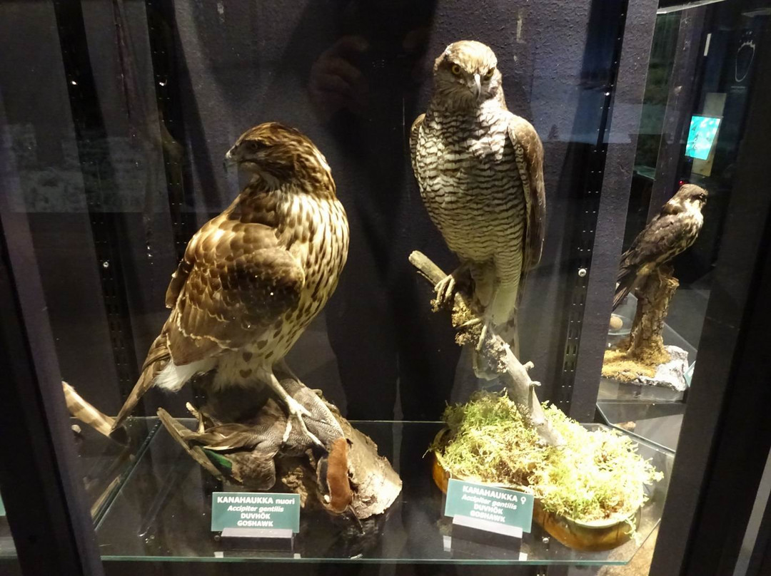 Natural History Museum of Central Finland-于韦斯屈莱必去景点