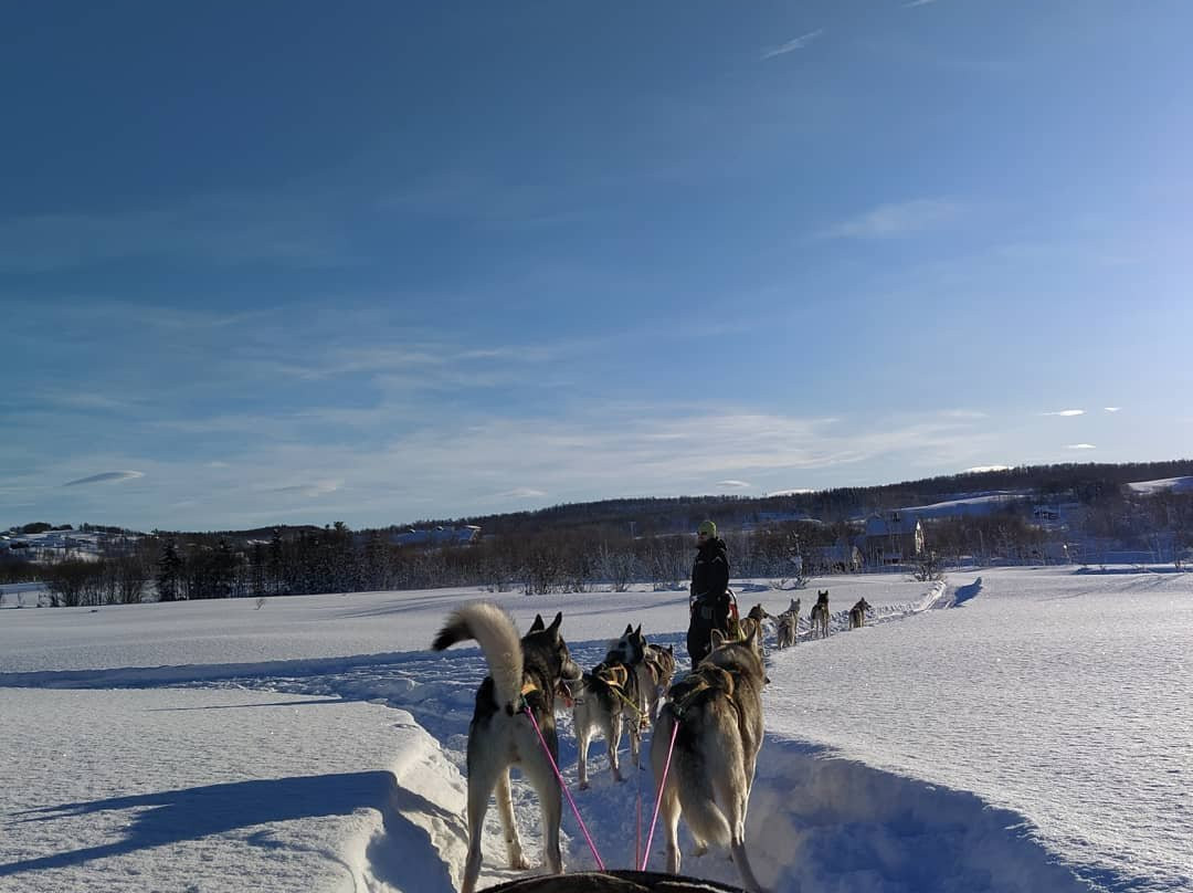 Senja Husky Adventure景点图片