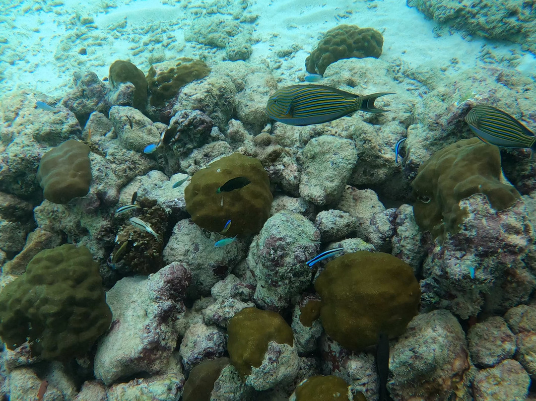 Sub Oceanic Dive Club景点图片