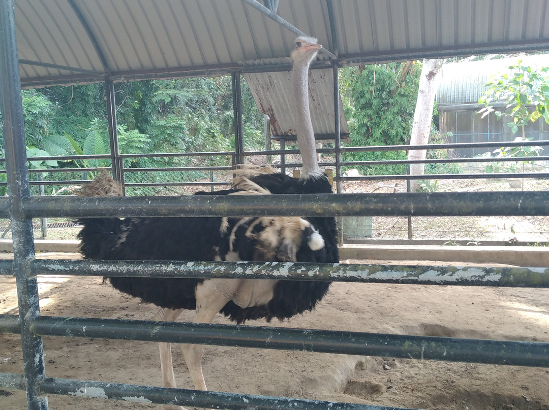 Labuan Bird Park-纳闽必去景点