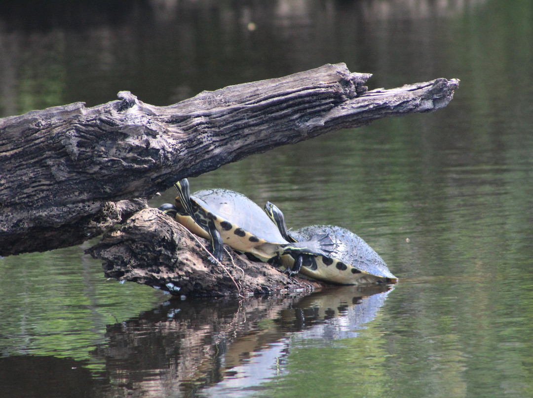 Peace River Boat Tours-阿卡迪亚必去景点