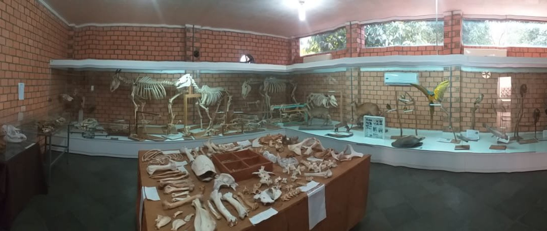 Natural History Museum of Alta Floresta景点图片