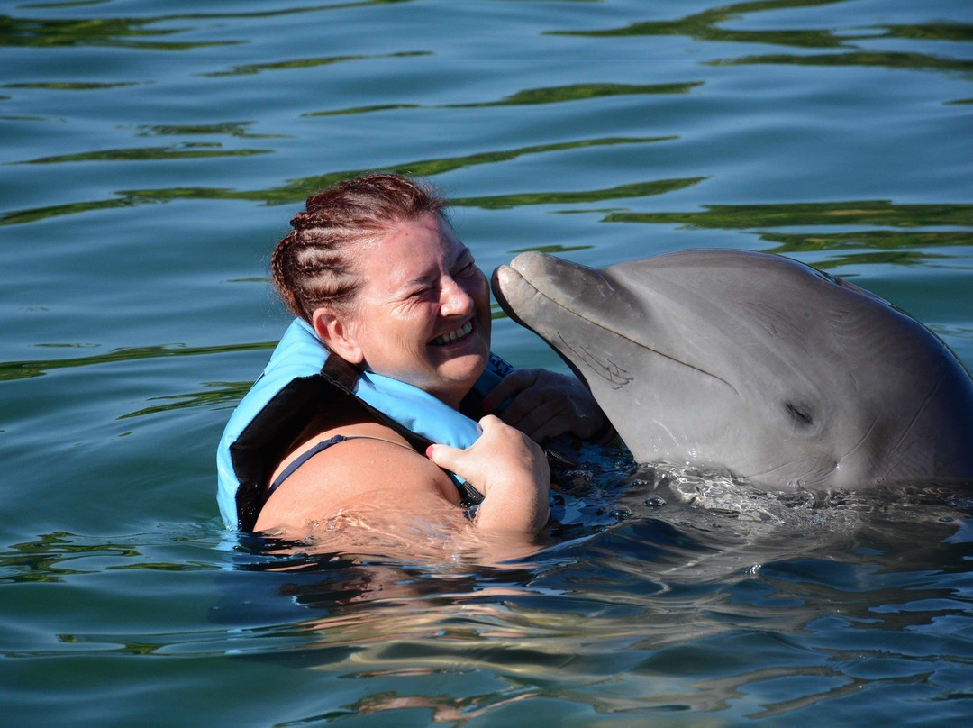海豚湾景点图片