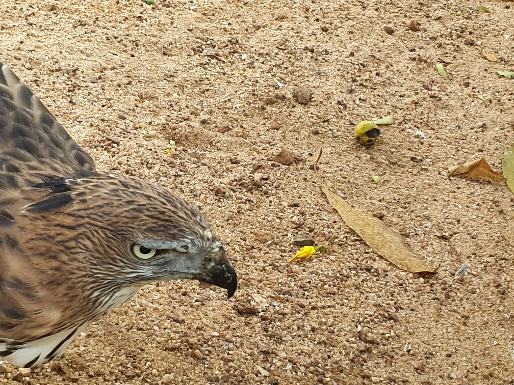 Dehiwala Zoological Garden景点图片