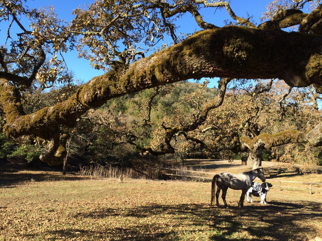 Kenwood Oaks Guest House主图