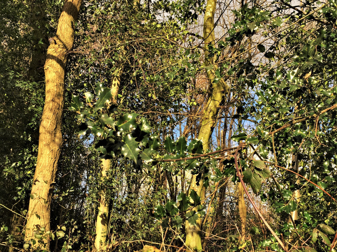 Angley Wood