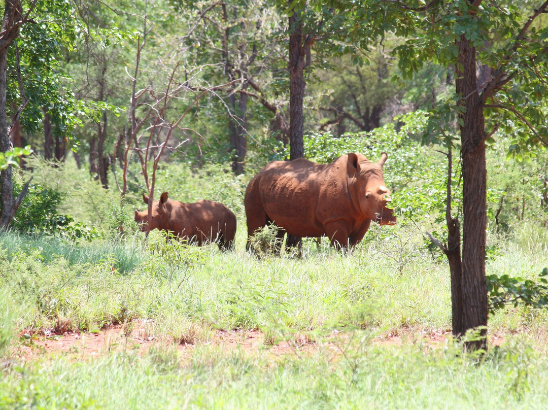 Tambuzi Safaris-霍德斯普鲁特必去景点