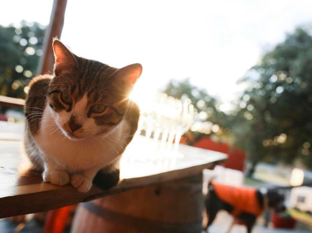 Vinovium-Johnson City必去景点