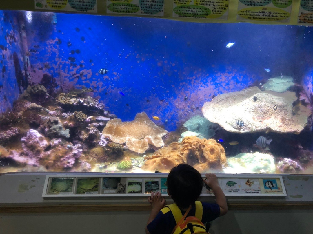 Katurahama Aquarium-高知市必去景点