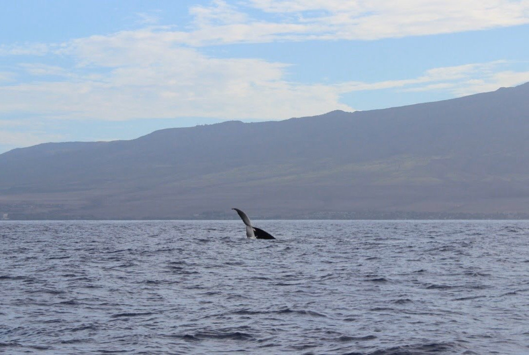 Blue Water Maui-拉海纳必去景点