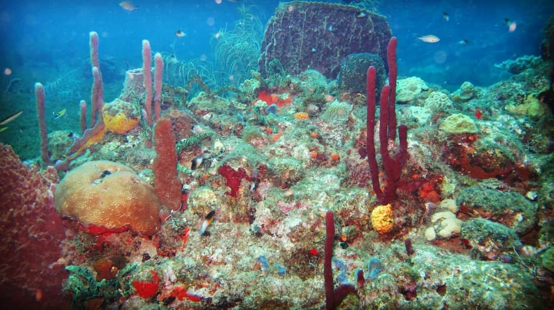 Cabrits Dive Centre-Portsmouth必去景点