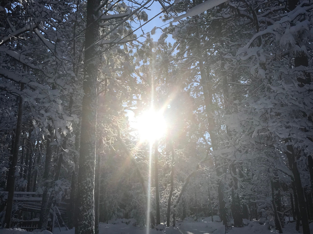 Northwoods Cabins主图