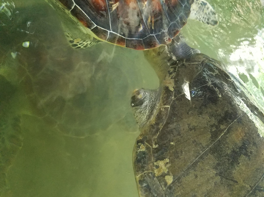 Galbokka Sea Turtle Hatchery景点图片