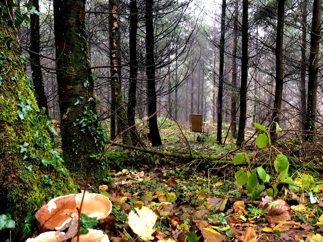 Wentwood Forest景点图片