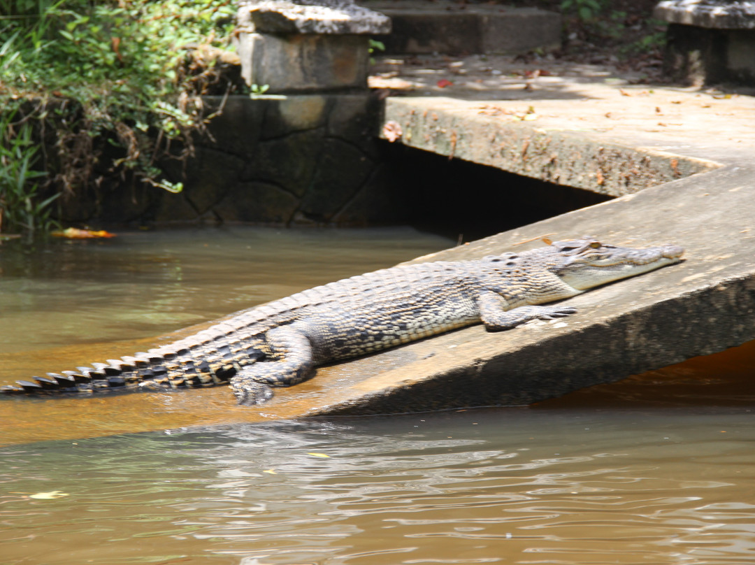 Mangrove Cave River Safari-亚洪加拉必去景点