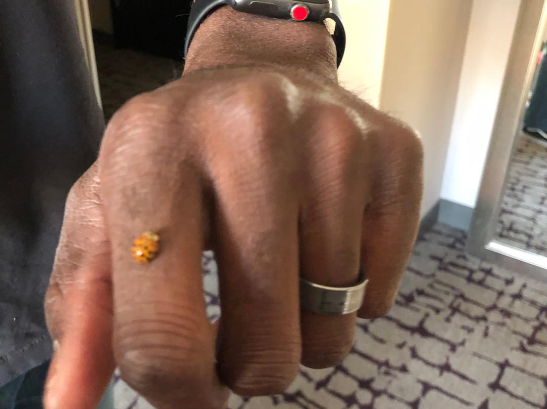 DoubleTree by Hilton Hotel Baton Rouge主图