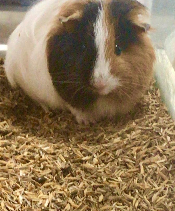 Road Shopping e Eventos-伊图必去景点