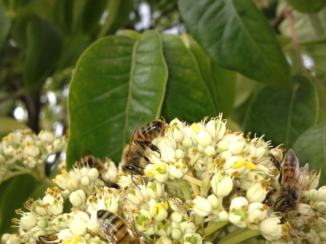 Landhotel zum Honigdieb主图