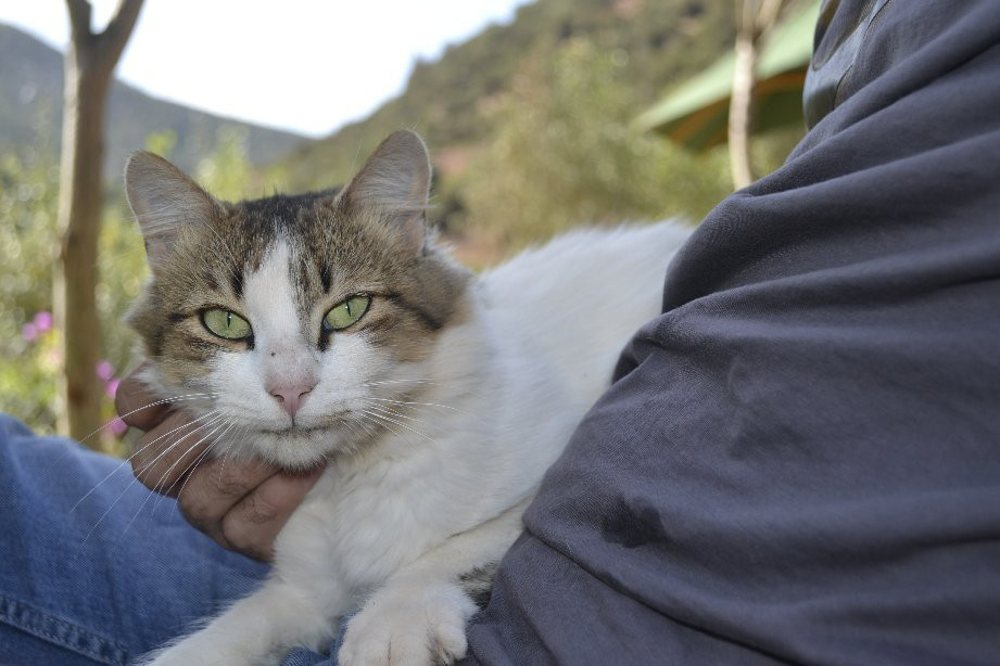 Dar Ikalimo Ourika主图