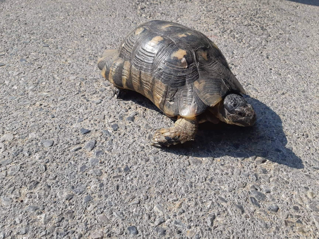 Rafina Port-拉斐那必去景点
