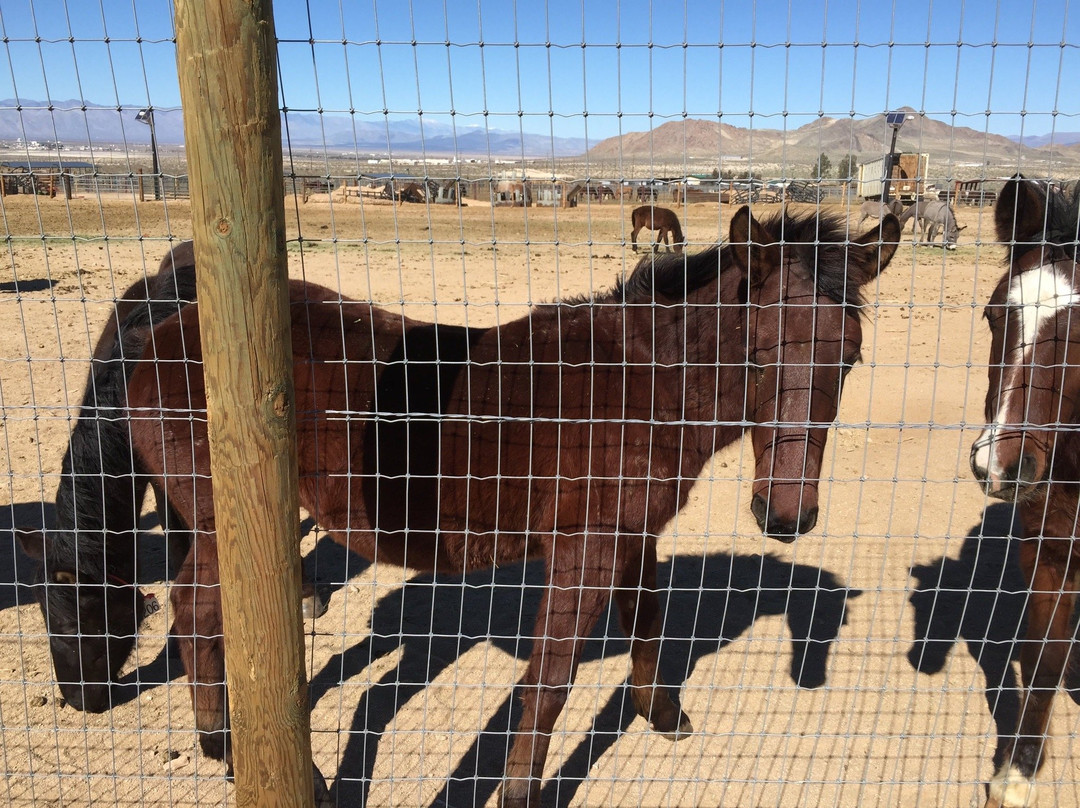 Ridgecrest Regional Wild Horse and Burro Corrals