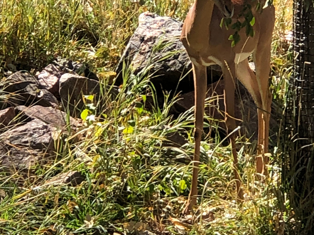 Denver Zoo-丹佛必去景点