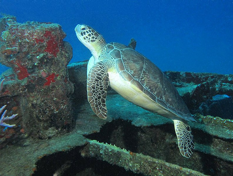 Special 'D' Diving & Charters
