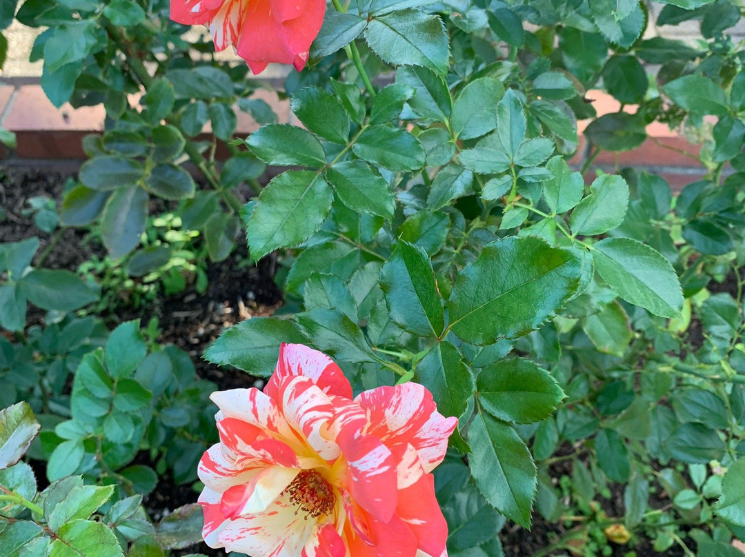 Rose Park Ikoino Hiroba-神户町必去景点