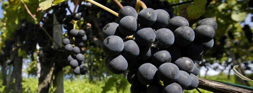 New Vine Wine Tours景点图片