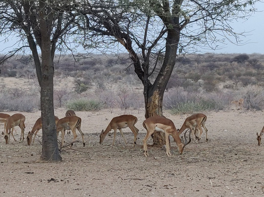 Kalahari Bush Breaks主图