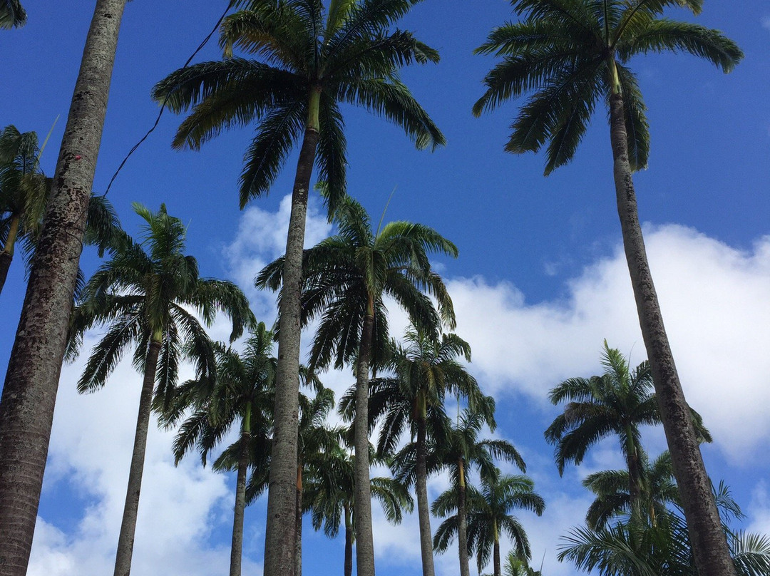 Place des Palmistes-卡宴必去景点