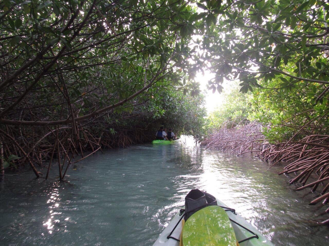 The Shack Kayak Tours景点图片