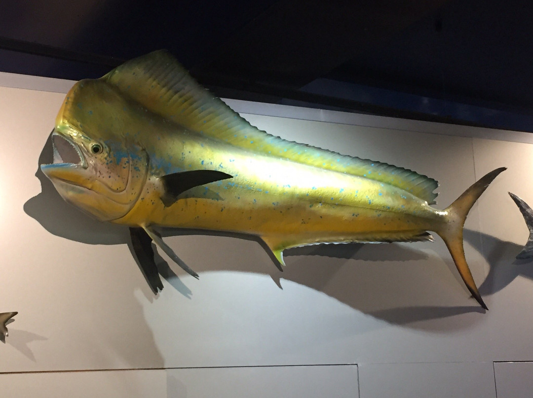 Marine and Freshwater Discovery Centre-皇后崖必去景点